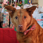 StegoloMANIA's avatar