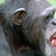Ape - steam id 76561197961864690