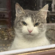 ム󠀡󠀡 ⁧⁧ ʙɪɢꜰʟᴇꜱʜ ツ