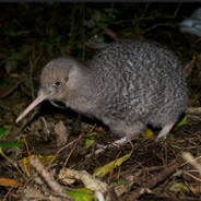 Kiwi Bird