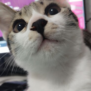 栗悟飯与龟波功