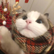 芙蓉王源计划通