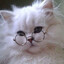 Stellar_O