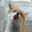 The Great Fox Damian