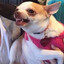 pinscher raivoso