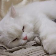 Daniel - steam id 76561197961419835