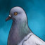 Pigeon