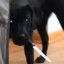 Stabbo by the doggo