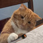 hey you, look at her cat please
