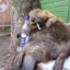 Dead beaver!)