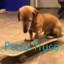 Perro Truco