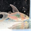 Corydorkas