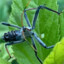 the_North_American_Wheel_Bug