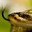 Crotalus’s avatar