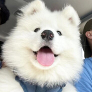 Samoyed