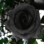 blackrose