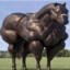 Hest