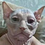 Bald Cat