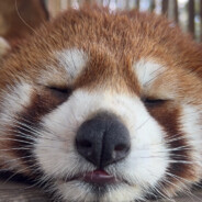 牛爷爷出cos诱惑胡图图