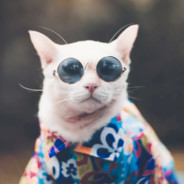 ɴsᴜᴛ ɢᴀᴍɪɴɢ