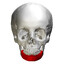 Mandible