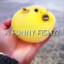 a funny fish??