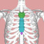 Sternum