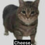 cheese