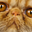 cat_malek