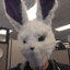 Silentbunny