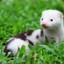 Mink