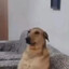 Alpq