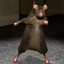 Rat