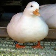 A Duck