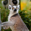 Startled Lemur