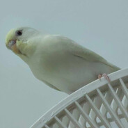 我的槍裡有胖胖楊