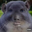 bildodouncer