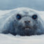 Seal