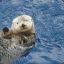 SuperCuteSwimmingOtter