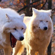 海绵体大战盆底肌