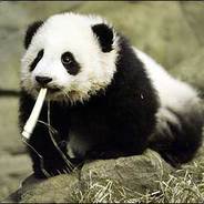 Stupid_Panda3421