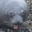 Pepe