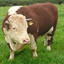 cow of eternal music