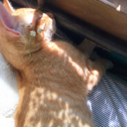 虚空掠夺者牛爷爷