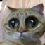 Rufian el gato con obesidad