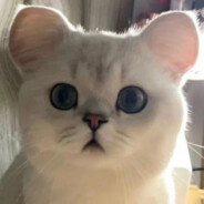 橘橘橘橘橘橘子