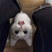 襟上别一枝春色