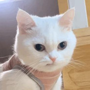 吃乔瑟夫的西西怪