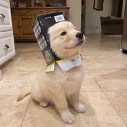 向生活低下了头