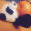 GrapefruitPanda